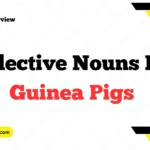 Collective Nouns For Guinea Pigs