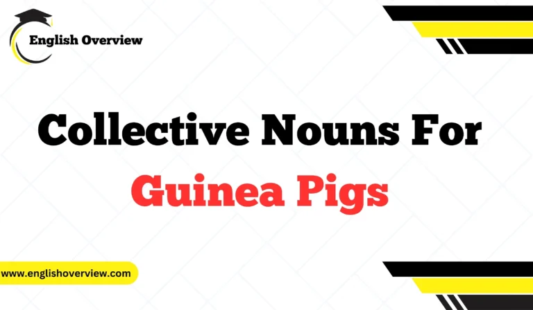 Collective Nouns For Guinea Pigs
