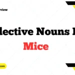 Collective Nouns For Mice