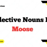 Collective Noun for Moose