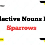 Collective Nouns For Sparrows
