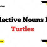 Collective Nouns For Turtles
