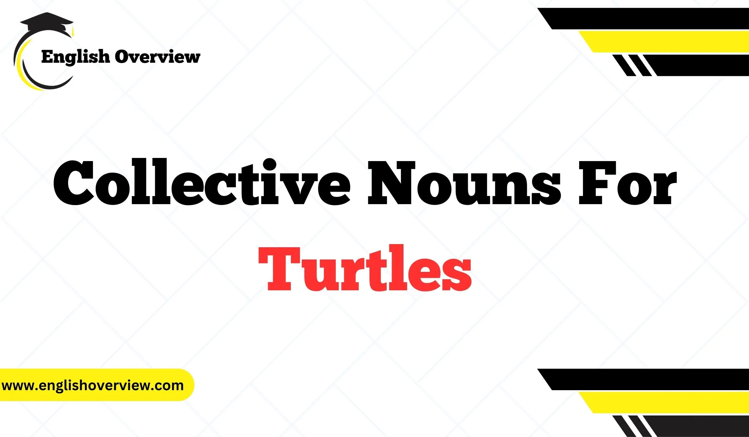 Collective Nouns For Turtles