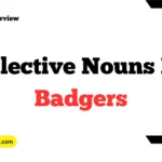 Collective Nouns For Badgers