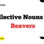 What is the Collective Nouns for Beavers