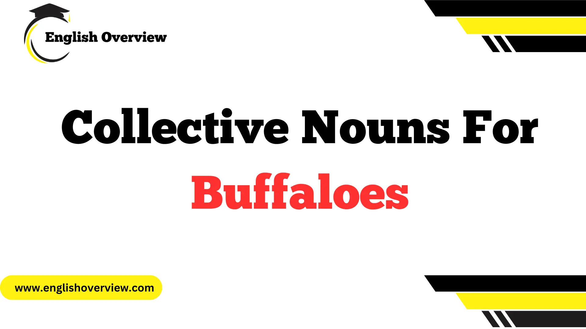 Collective Nouns for Buffaloes