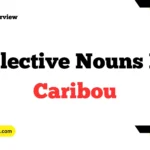 Collective Nouns For Caribou