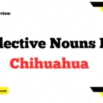 Collective Nouns For Chihuahua