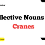 Collective Nouns For Cranes