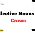 Collective Nouns for Crows