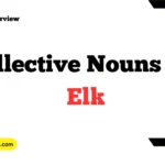 Collective Nouns For Elk