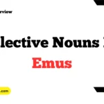 Collective Nouns For Emus