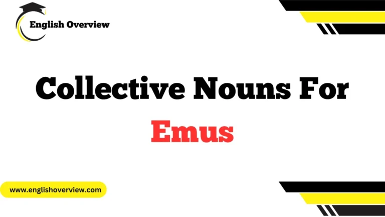 Collective Nouns For Emus
