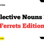 Collective Nouns For Ferrets Edition