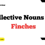 Collective Nouns For Finches