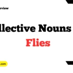 Collective Nouns For Flies