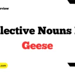 Collective Nouns For Geese