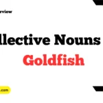 Collective Nouns For Goldfish