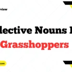 Collective Nouns For Grasshoppers