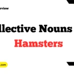 Collective Nouns for Hamsters