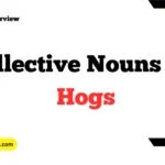 Collective Nouns For Hogs