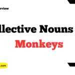 Collective Nouns For Monkeys
