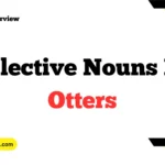 Collective Nouns For Otters