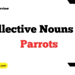 Collective Nouns For Parrots