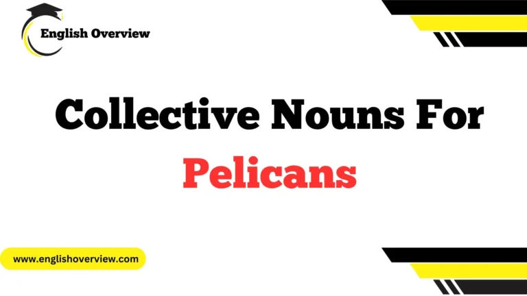 Collective Nouns For Pelicans