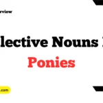Collective Nouns for Ponies