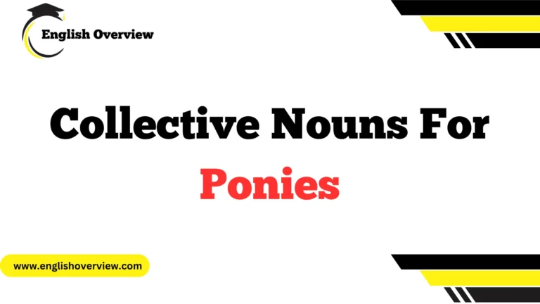 Collective Nouns for Ponies