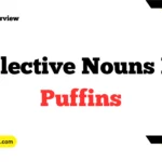 Collective Nouns For Puffins