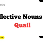 Collective Nouns For Quail