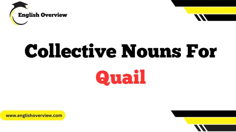 Collective Nouns For Quail