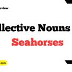 Collective Nouns For Seahorses