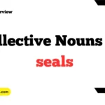 Collective Nouns For seals