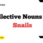 Collective Nouns For Snails