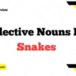 Collective Nouns For Snakes