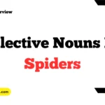 Collective Nouns For Spiders