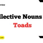 Collective Nouns For Toads