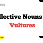 Collective Nouns For Vultures