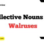 Collective Nouns For Walruses