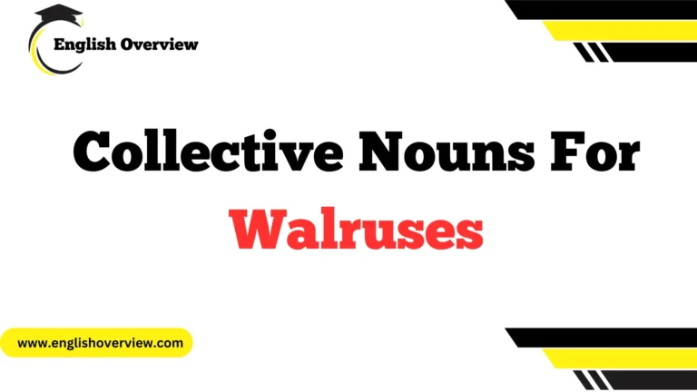 Collective Nouns For Walruses