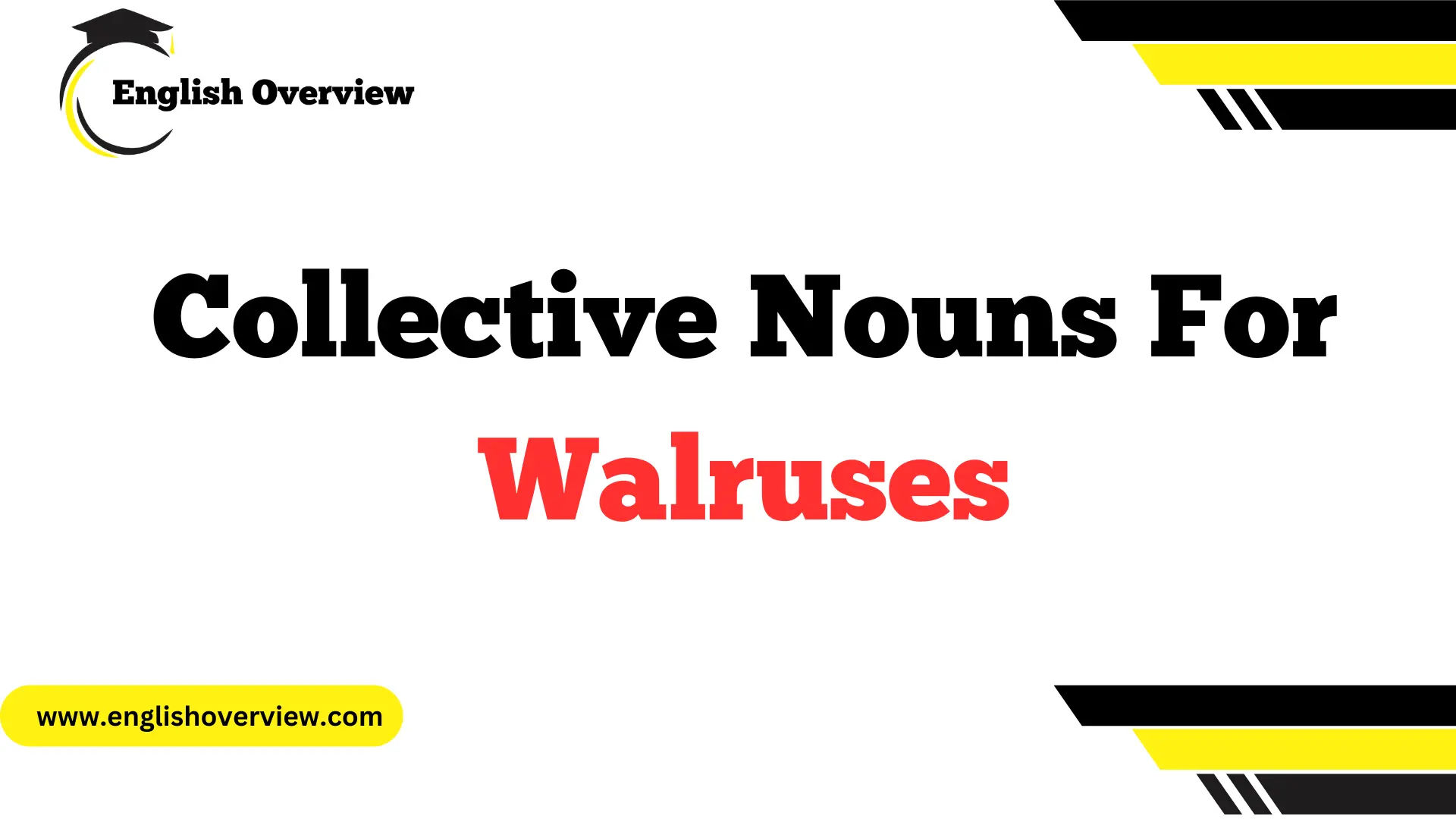 Collective Nouns For Walruses