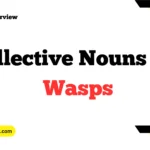 Collective Nouns For Wasps