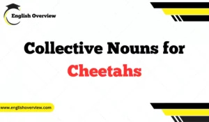 What is the Collective Nouns for Cheetahs
