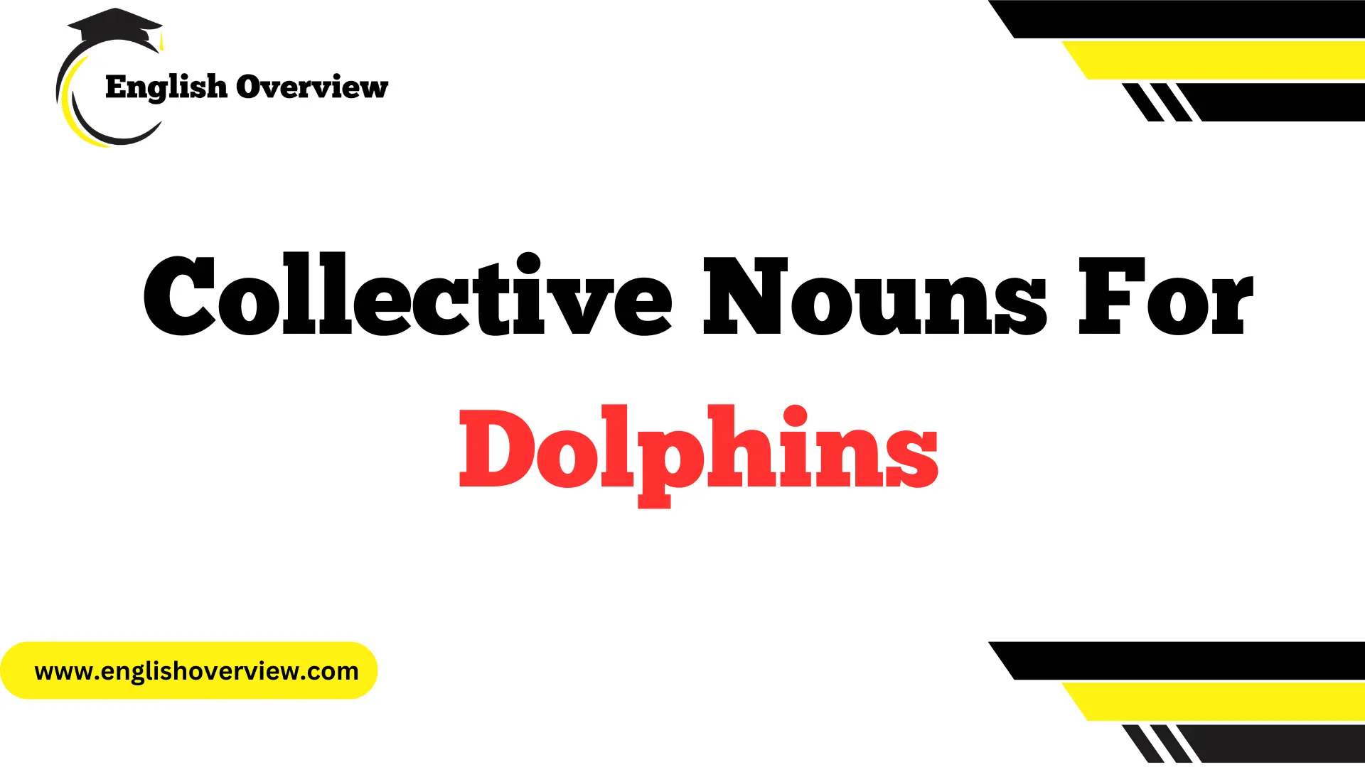 Collective Nouns For Dolphins