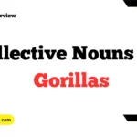 Collective Nouns For Gorillas