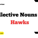 Collective Nouns For Hawks