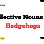 Collective Nouns For Hedgehogs
